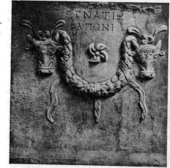 Изображение быков на надгробном памятнике (МАМА, VI, 295).