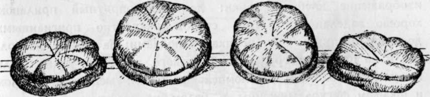 Рис. 33. Хлебы, вынутые из печи в Помпеях.